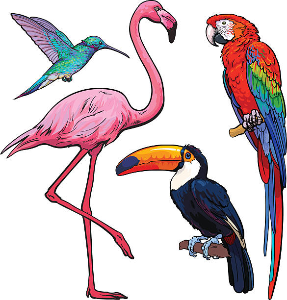 illustrazioni stock, clip art, cartoni animati e icone di tendenza di uccelli tropicali esotici colorati - fenicottero, ara, colibrì e tucano - white pink flamingo blue