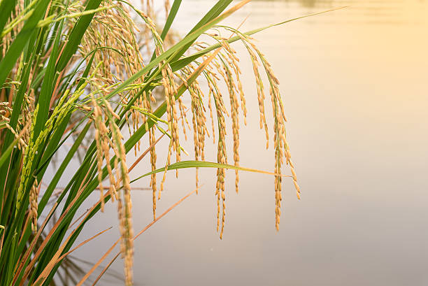 rice in the field Rice is ripening In the field phatthalung province stock pictures, royalty-free photos & images