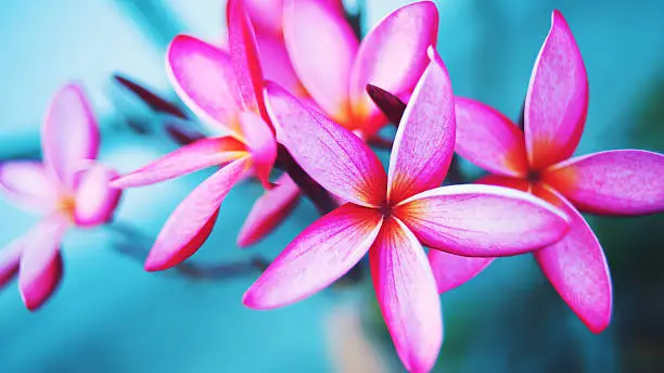 Pink plumeria, Vivid flowers in cross process style for background
