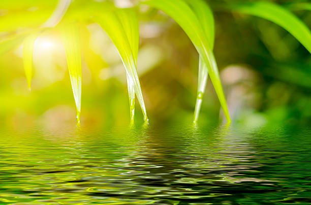 istock Beautiful palm leaf in the morning 623482480
