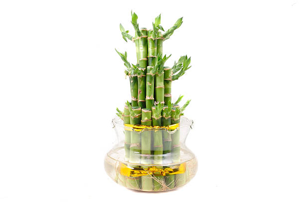 istock Lucky bamboo plant on a white background 623482658