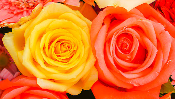 istock Close-up of beautiful rose 623482884