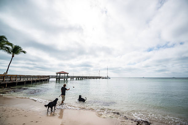 Key West, USA - January 7, 2015: Man playing with dogs on the beach, Key West, USA