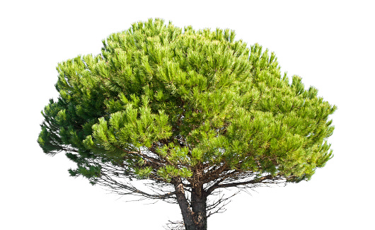 Stone Pine, Pinus Pinea, whole young tree isolated on white