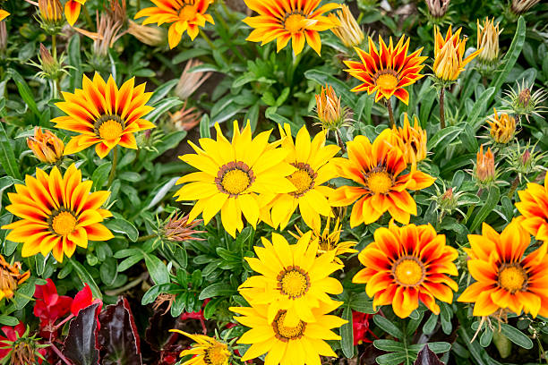 istock Colorful Flowers in the Garden 623483372