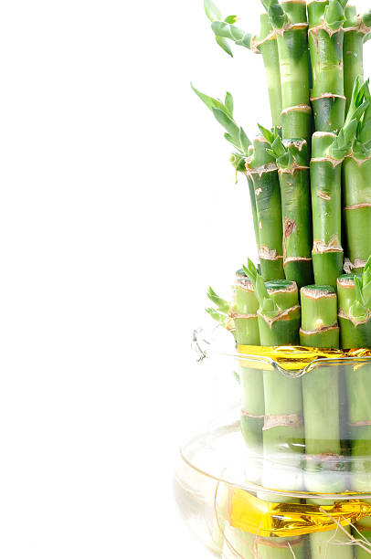 istock Lucky bamboo plant on a white background 623484558