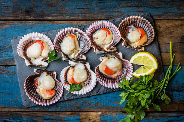 Seafood. Shellfish. Raw scallops with lemon, cilantro and white wine on black stone slate plate
