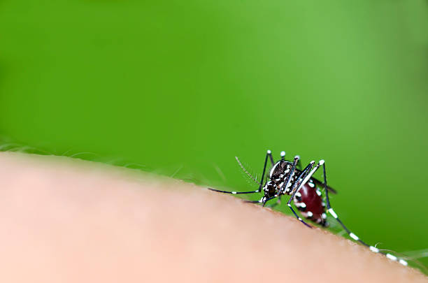 mosquito owada - haustellum zdjęcia i obrazy z banku zdjęć