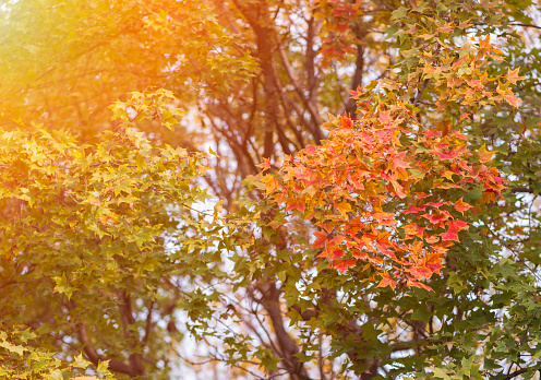 Autumn, Leaf, Backgrounds, tree