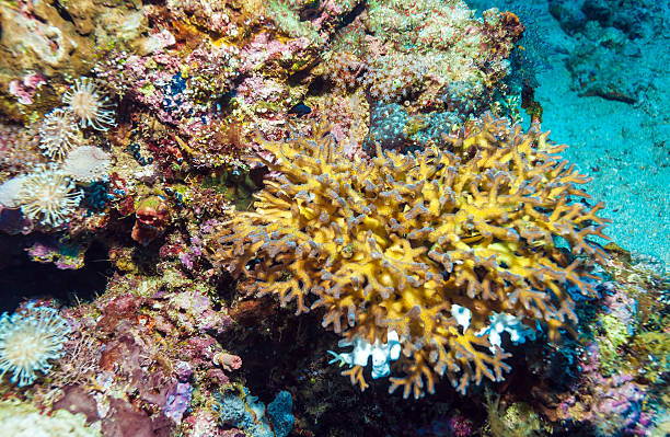 Colorful Tropical Reef Landscape with Hard Corals, bali, Indonesia