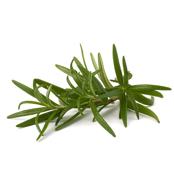 istock Sweet rosemary leaves 623486748