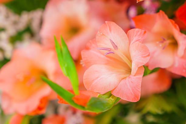 istock Close-up of beautiful flower 623486754