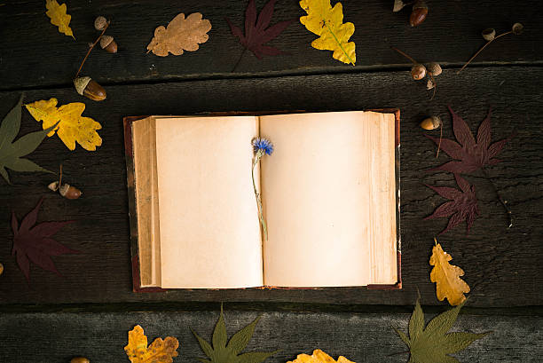 istock Autumn still life. Open book, autumn leaves and cornflower 623487412