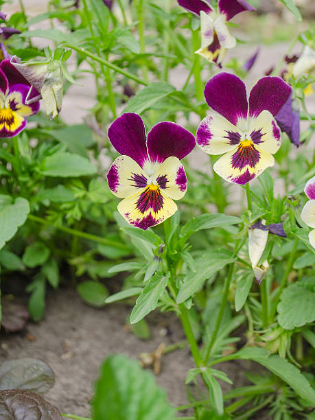 Tricolor pansy plant natural background. Summer time
