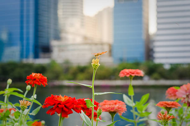 istock zinnia flower with a dragonfly in flower field 623488814