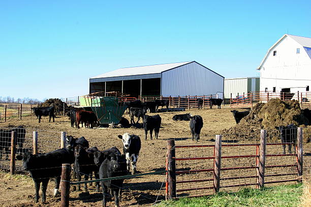 istock Cattle in Iowa Feedlot by Barn 623489134