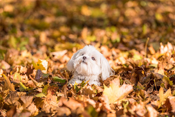 istock Maltese dog is sitting on the autumn leaves. 623489408