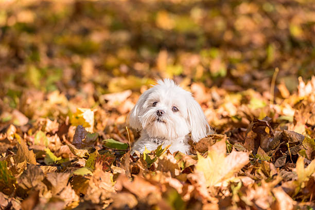 istock Maltese dog is sitting on the autumn leaves. 623489500