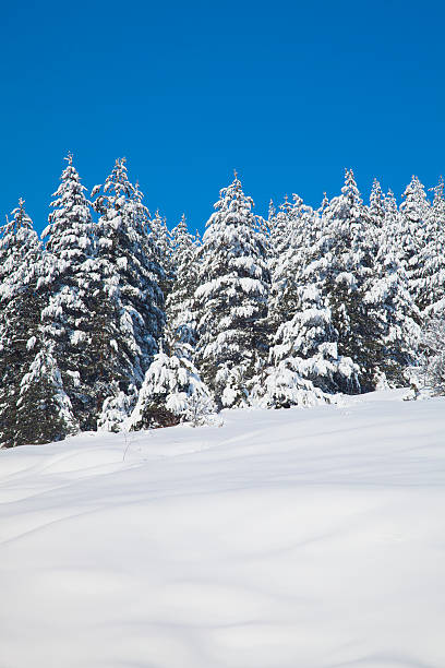 istock Winter Landscape with Snow and Trees 623489574