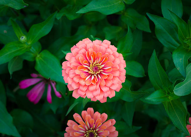 zinnia flower in flower fieldzinnia flower with a dragonfly in flower field and building background