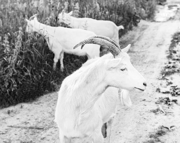 white goat grazing on a fresh green meadow.