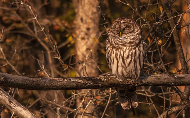 istock Barred owl resting in the autumn sun. 623497508