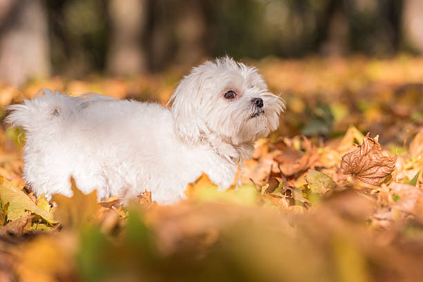 istock White Happy Maltese dog is running on autumn leaves. 623497814