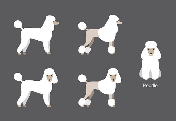 Poodle standing and watching, side view cartoon vector Poodle standing and watching, side view cartoon vector, dog cartoon image series poodle stock illustrations