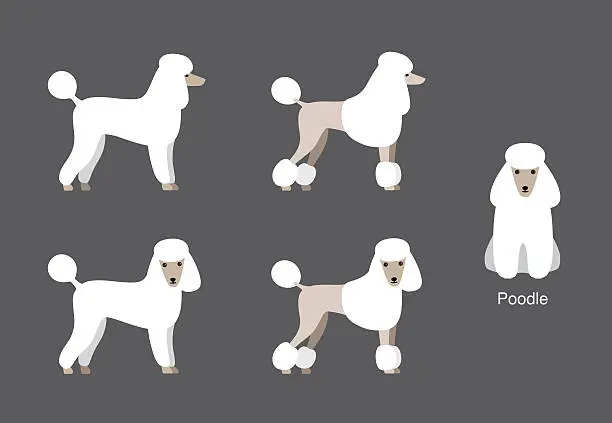 Vector illustration of Poodle standing and watching, side view cartoon vector