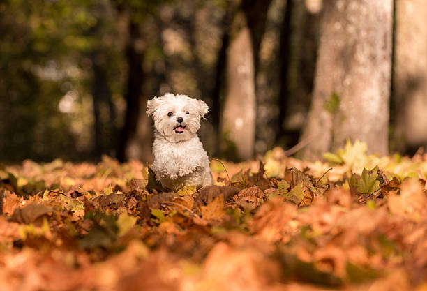 istock White Happy Maltese dog is running on autumn leaves. 623498502