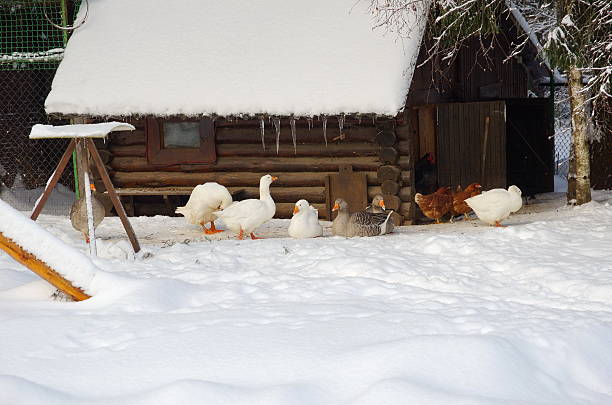istock The geese feed in winter outdoors 623499236