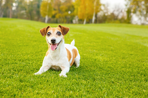 Smiling dog lying on the green fresh grass. Active Jack Russell terrier want to play. series of photos