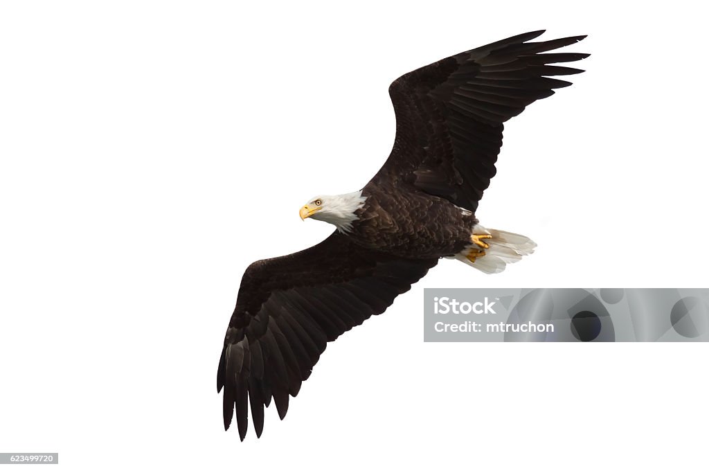 spread wing bald eagle soars across the sky Spread wing bald eagle soars across the sky. Isolated on a white background Eagle - Bird Stock Photo