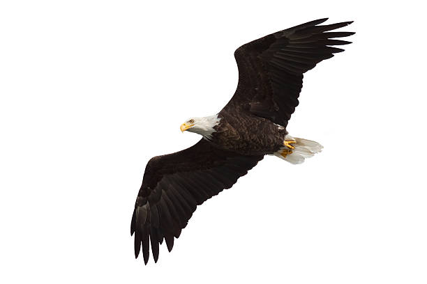 spread wing bald eagle soars across the sky Spread wing bald eagle soars across the sky. Isolated on a white background eagle bird stock pictures, royalty-free photos & images