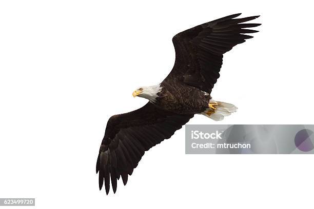 Spread Wing Bald Eagle Soars Across The Sky Stock Photo - Download Image Now - Eagle - Bird, White Background, Flying