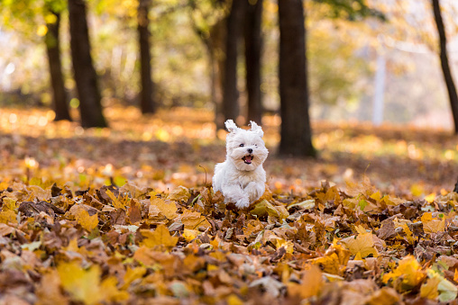 White Happy Maltese dog is on autumn leaves. Happy moment.