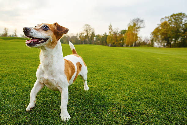 heureux souriant chien - rackets and ball photos et images de collection