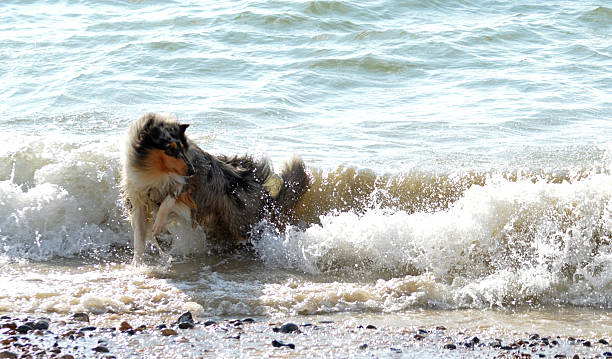 istock Dog playing in the sea 623502824