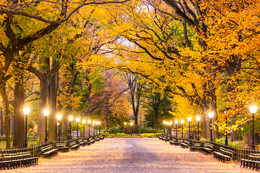 Central Park en la ciudad de Nueva York  photo