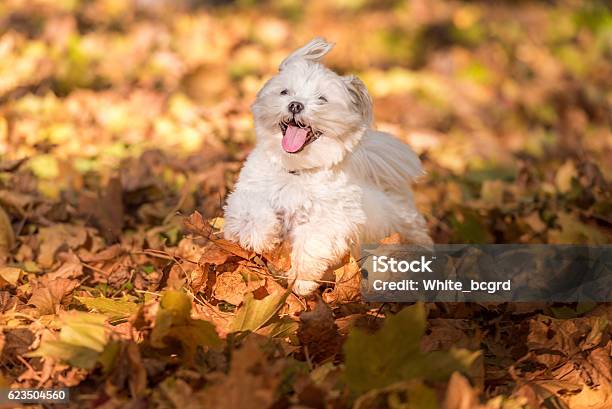 Happy Maltese Dog Is Running On The Autumn Leaves Ground Stock Photo - Download Image Now