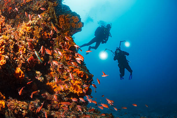 Scuba diving team. Beautiful sea life, live orange sea sponge. Underwater scene with group of scuba diver, explore and enjoy at coral reef. School of sea fish. Scuba diver point of view.