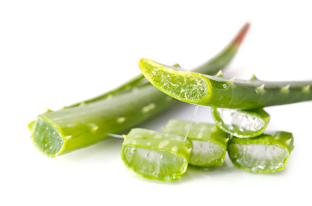 istock Aloe Vera (Also named as Aloe barbadensis Mill., Star cactus, 623505808