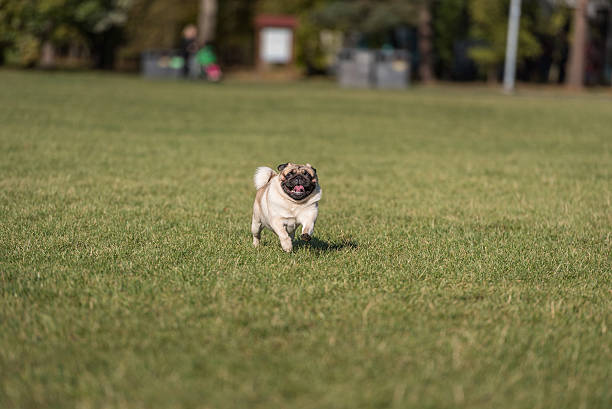 istock Happy Pug Dog is Running on the Grass. Open Mouth. 623506686