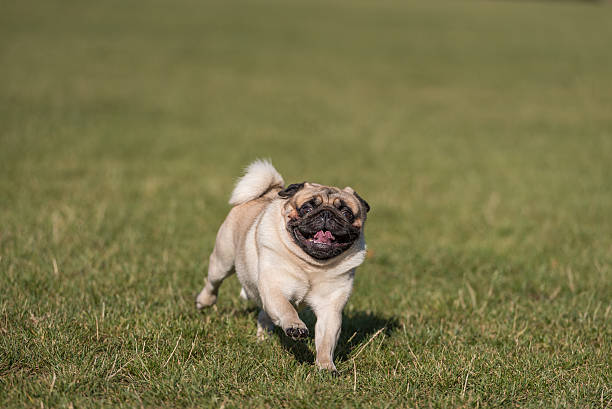 istock Happy Pug Dog is Running on the Grass. Open Mouth. 623506810