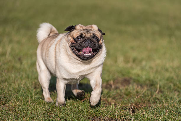 istock Happy Pug Dog is Running on the Grass. Open Mouth. 623506916