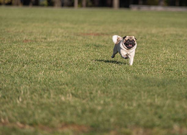 istock Happy Pug Dog is Running on the Grass. Open Mouth. 623506990