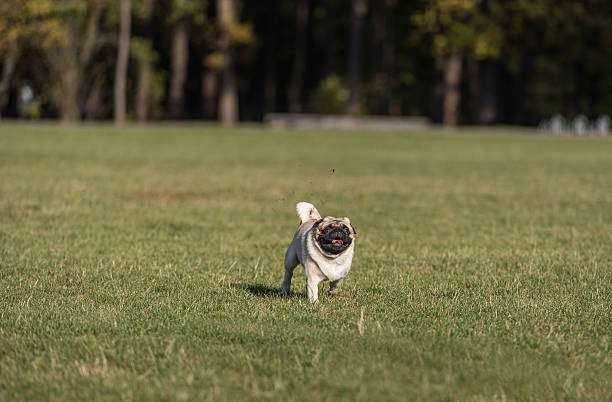 istock Happy Pug Dog is Running on the Grass. Open Mouth. 623507062