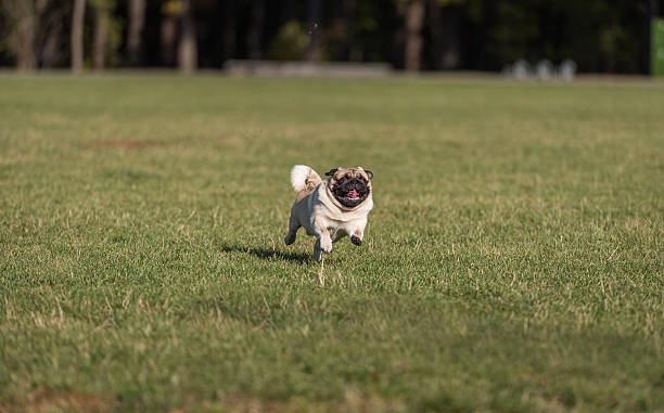 istock Happy Pug Dog is Running on the Grass. Open Mouth. 623507150
