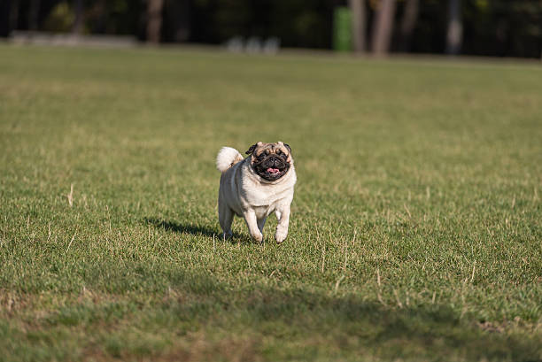 istock Happy Pug Dog is Running on the Grass. Open Mouth. 623507276