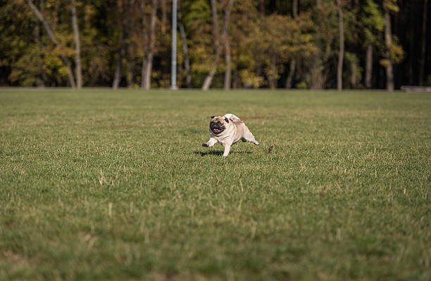 istock Happy Pug Dog is Running on the Grass. Open Mouth. 623507522